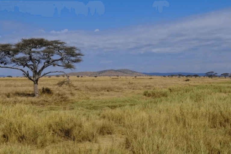 Top Wildlife Parks in Tanzania for an Unforgettable Safari