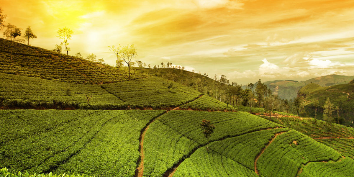 Assam