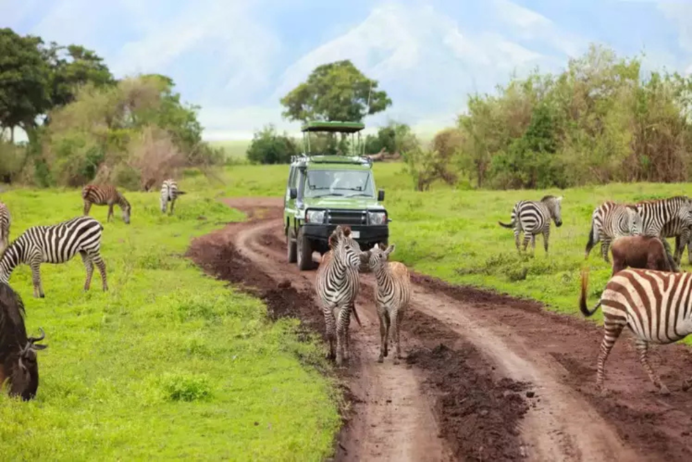 Top Safari Destinations and National Parks
