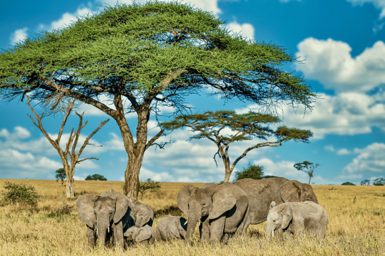Exploring Kenya’s Wildlife: The Big 5 and Other Must-See Animals