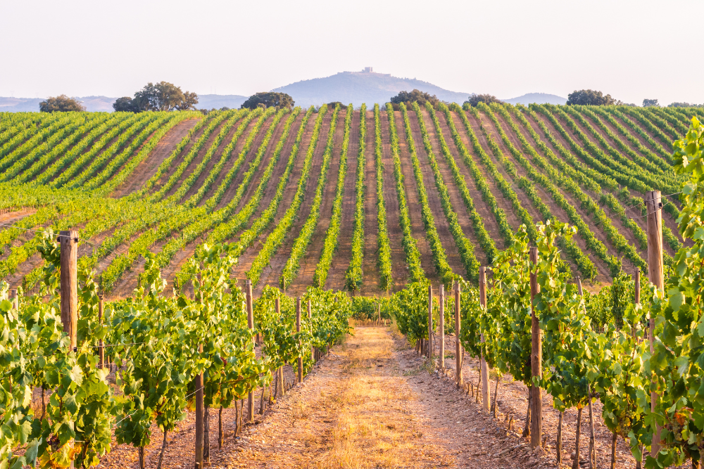 Exploring the Vineyards of Portugal: A Wine Lover’s Guide