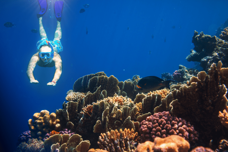 Seychelles Underwater Adventures: Top Snorkeling and Diving Spots