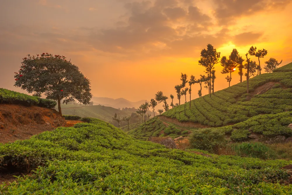 Kerala’s Hidden Gems: Offbeat Destinations You Need to Discover